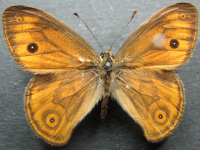 Hypocysta euphemia - Adult